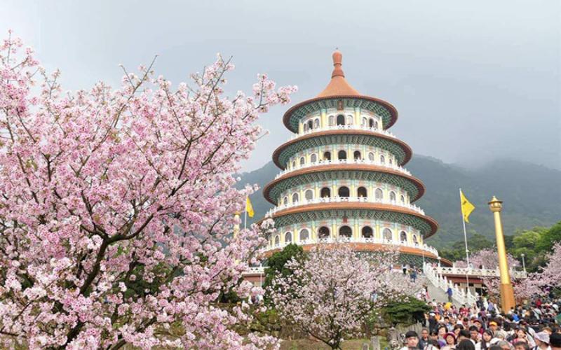 Du lịch Đài Loan vào mùa xuân hoa anh đào nở rộ