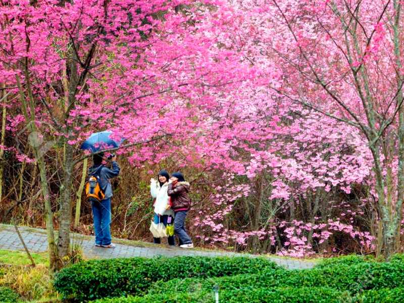Trải nghiệm ngắm hoa anh đào tại Đài Loan vào mùa xuân